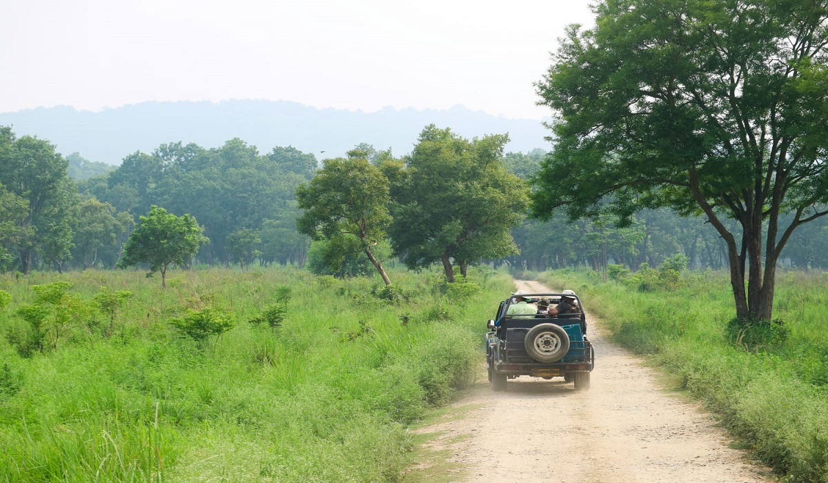 A jeep safari in the wild