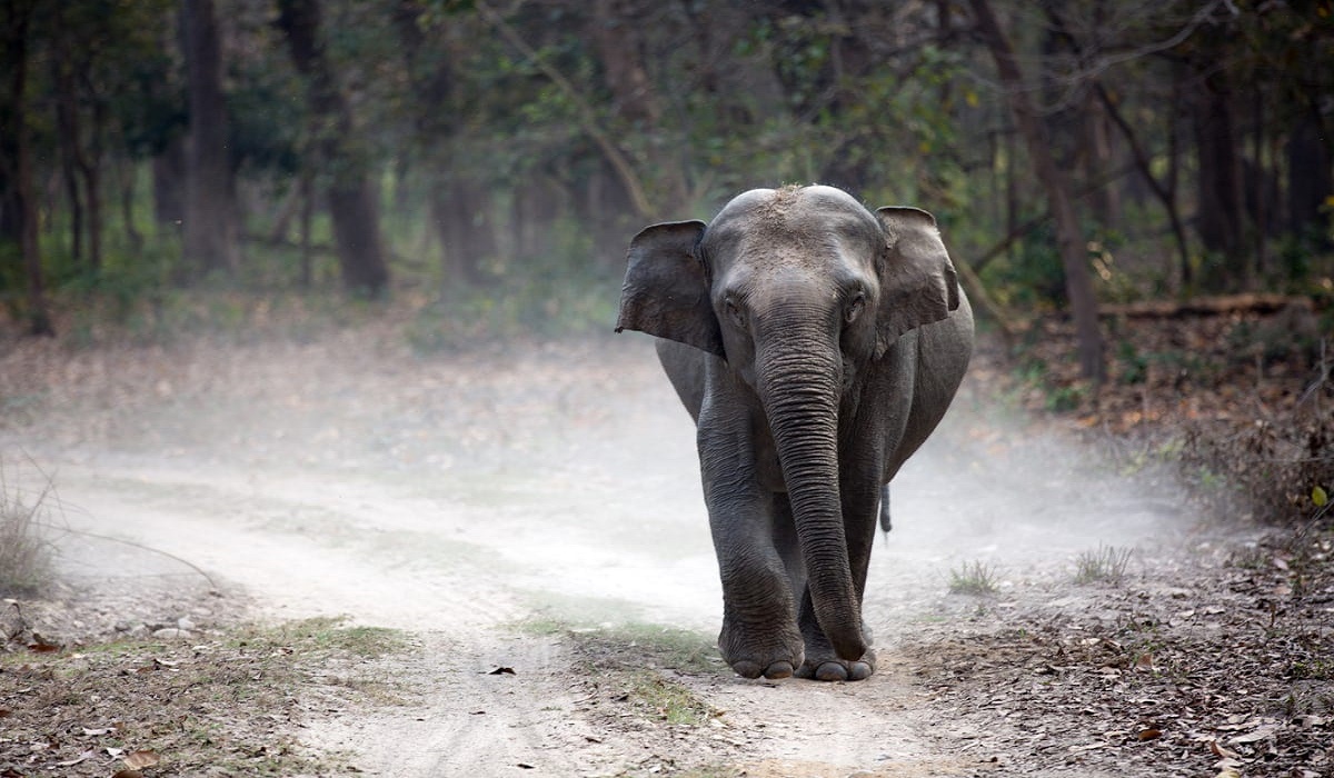 An elephant walking in the forest