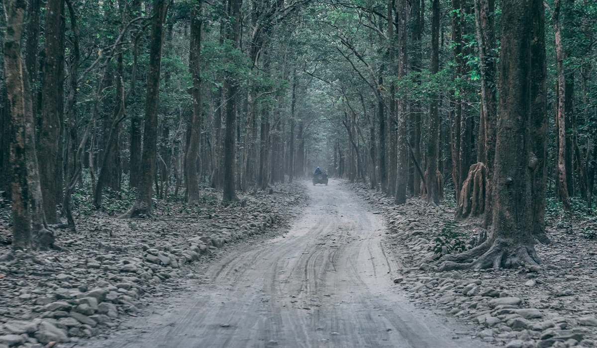 A peaceful view of Dhikala Forest Lodge
