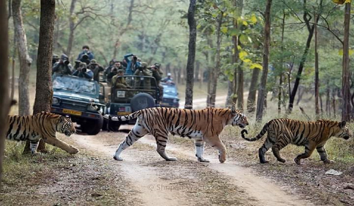 A scenic view inside Dhikala forest