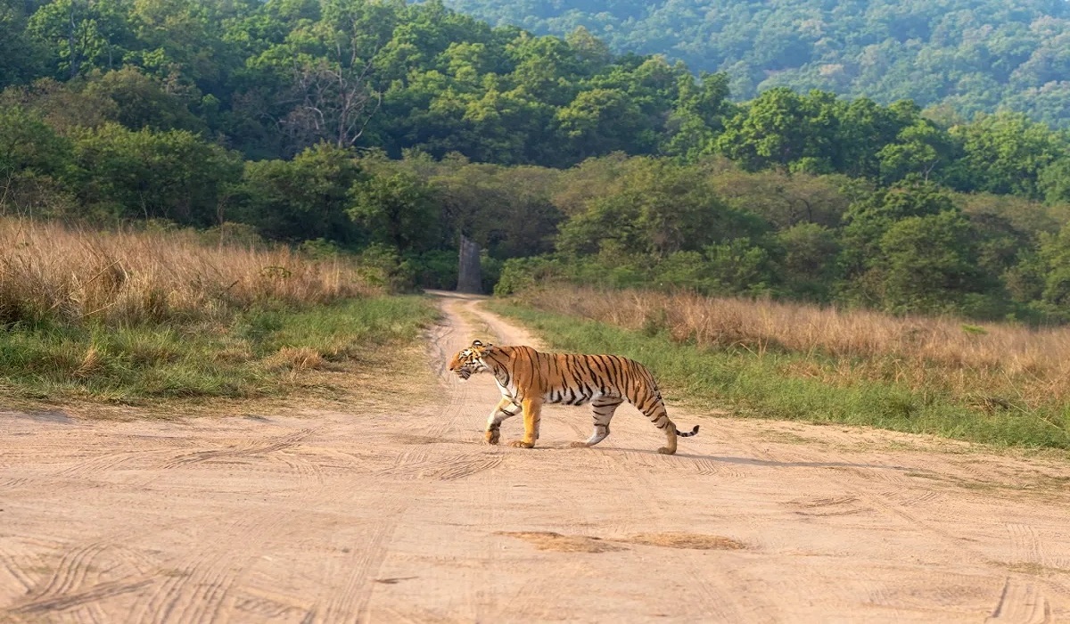 A family on a budget safari